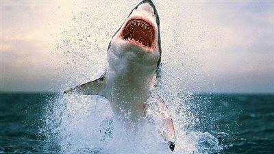 حقيقة ظهور أسماك قرش على شواطئ الإسكندرية