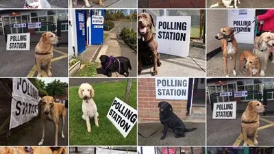 كلاب وجراء في انتظار أصحابها !