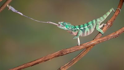 تعرف على طول لسان الحرباء ؟!