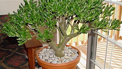 نبتة منزلية تجذب المال كالمغناطيس