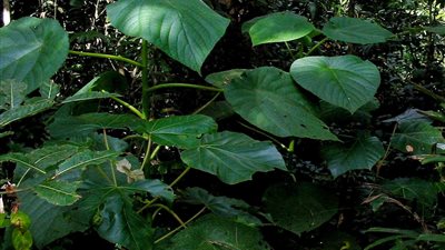 هل تعلم أن بعض النباتات تفرز سما قاتلا للتخلص من النباتات المجاورة؟