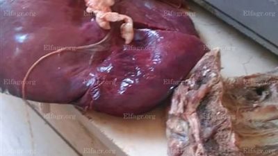 تموين الدقهلية يضبط لحم بقري ومفروم غير صالحة للاستهلاك بالدقهلية (صور)