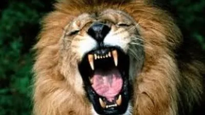 هل تعلم أنه يمكن سماع زئير الأسود على بعد 8 كيلومترات؟