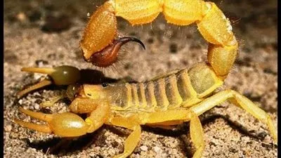 هل تعلم أنه إذا كان العقرب محاطا بالنار.. يقوم بلسع نفسه ثم يموت؟