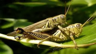 هل تعلم أن الجرادة تملك ما يقارب 900 عضلة مستقلة؟