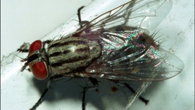 هل تعلم أن الذبابة تهزم جناحيها  32 مرة في الثانية؟