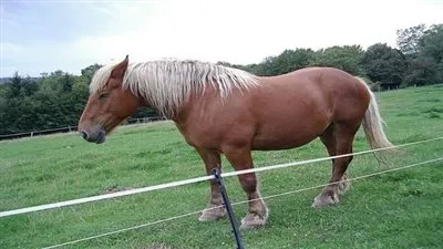 هل تعلم أن الخيول تستطيع أن تنام وهي واقفة؟!