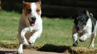 هل تعلم كيف عليك التصرف لو هاجمك كلب؟