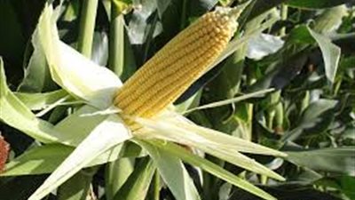 زراعة الإسكندرية: 