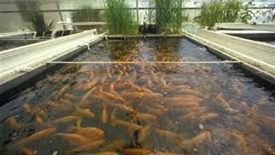 مجلس الوزراء يخصص 107 أفدنة لإنشاء مزارع سمكية في بورسعيد