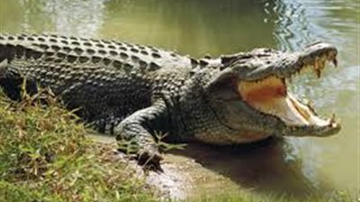 ضبط شاب بحوزته تمساح في بنها