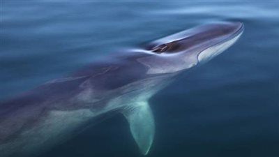 هذه هي الأسباب الحقيقية لانتحار الحيتان على الشواطئ المصرية