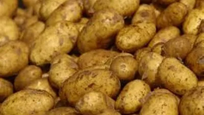 المجلس التصديري: تراجع ايرادات تصدير البطاطس بنسبة 35%
