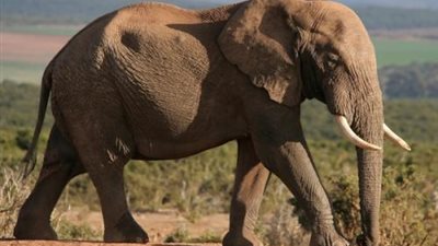 هل تعلم أن الفيل الأفريقيّ  يمتلك أعظم حاسّة شم بين الحيوانات؟  