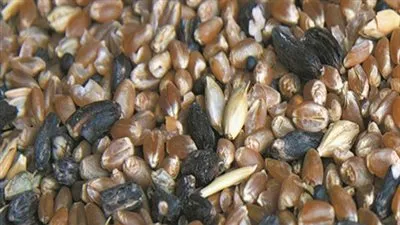 وزارتا الزارعة والتموين يبرران دخول القمح المسرطن لبطون الشعب المصري