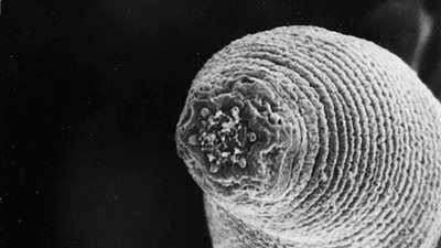 هل تعلم أن دودة الشيطان تعيش تحت الأريض بعمق 3.6 كيلومتر؟