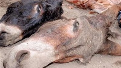 ضبط جزار أثناء ذبح 7 حمير بمصر القديمة 