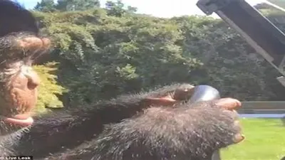 قرد يقود عربة غولف بمهارة فائقة