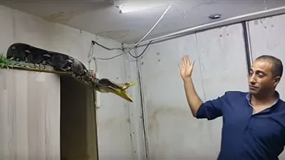 ماذا فعل ثعبان اللوكو الضخم مع الشاب الفلسطيني؟