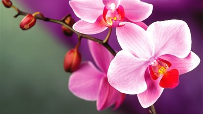 أزهار الأوركيد.. لمواجهة السرطان