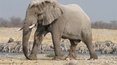 هل تعلم أن وزن الفيل يصل إلى 5 أطنان وسرعته 40 كم / الساعة؟