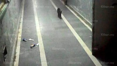 قطط ومبانٍ متهالكة داخل مستشفى الصدر بالجيزة (صور) 