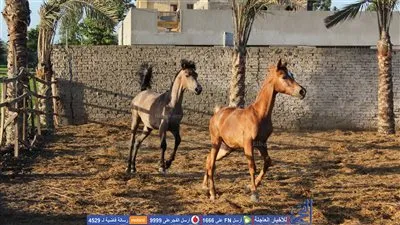 مجلس جامعة المنصورة يوافق على إنشاء نادي للفروسية (صور)