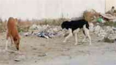 كلب ضال يعقر ويصيب 14 طفلا في الفيوم