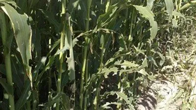 إدارة مكافحة الجراد بالوادي الجديد :جراد العوينات أفريقي.. وجارٍ التعامل معه 