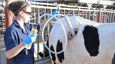 تعرف علي سر الثقوب الكبيرة في أجساد الأبقار  