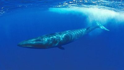 وزير البيئة: 