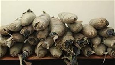 ضبط عاطل بحوزته 2500 جرام من نبات البانجو المخدر في قنا