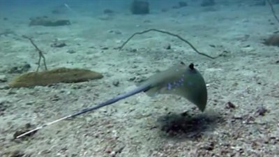 أخطرمخلوقات بحرية مفترسة  (فيديو) 