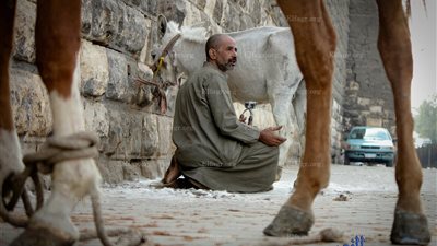 حلاق الحمير.. مهنة انقرضت في مصر وظلت بـ