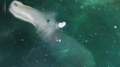 اغرب صورالتقطت لمخلوقات بحرية مجهوله