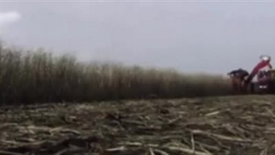 كيف يحولون حقول من النباتات الخضراء إلى السكر الابيض