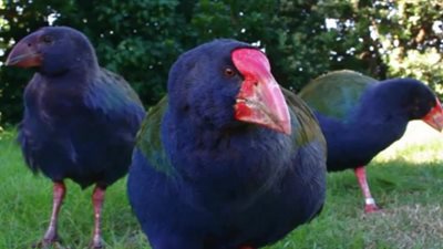 حيوانات عادت بعد أن انقرضت