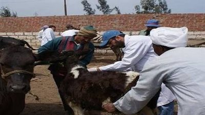 بيطري الأقصر يُعلن حملة للقضاء على الحمى القلاعية حتي أغسطس المقبل
