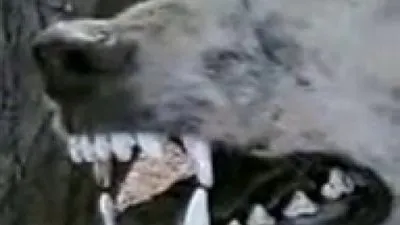 حقيقة ظهور حيوان آكل للحوم البشر في السعودية