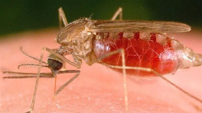  دراسة تؤكد أن رائحة الدواجن تحميك من الإصابة بمرض الملاريا