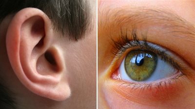حقائق مدهشة عن العين والأذن
