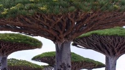 أغرب نباتات في العالم