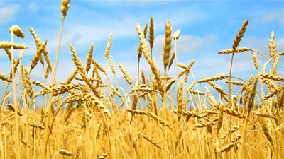  نبات عشبي مطهر وملين لعملية الولادة ووقف النزيف  