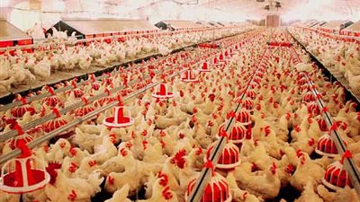 شعبة الدواجن: 70% من المزارع معرضة للأمراض.. لهذا السبب