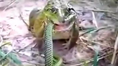 ضفدع يبتلع أفعى في مشهد غريب