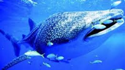 سبب تسمية قرش مرسى علم بـ 