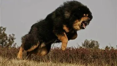 أخطر كلاب في العالم