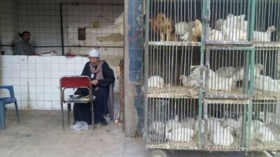 غضب بين أهالي الإسماعيلية بسبب ارتفاع أسعار الدواجن 
