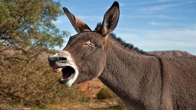 دراسة.. تكشف ان  نهيق الحمير أصبح مفهوماً والفضل للتكنولوجيا