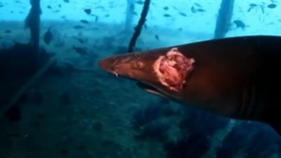  أخطر 10 مخلوقات بحرية مفترسة